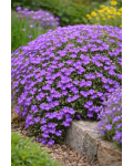 Обрієта гібридна `Каскад Блу`|Aubrieta hybrida `Cascade Blue`|Обриета гибридная `Каскад Блу`
